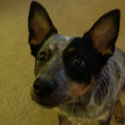 Profile Picture of Larry Sterner (@LarrySterner) on Twitter