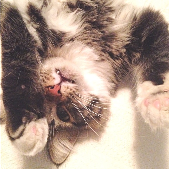 Profile Picture of Yukari Woodland (@gugu55) on Poshmark