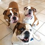 Profile Picture of Dr. Bob, D, George & Jimmie (@balance.bulldogs) on Instagram