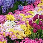 Profile Picture of 🖤🕊️ (@oumerzouk_rosa27.8) on Instagram