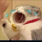 Profile Picture of Reynold Chan (@Reynold-Chan) on Facebook