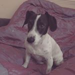 Profile Picture of Cindy Walker (@cindy_the_jack_spaniel) on Instagram