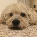 Profile Picture of Joel Williamson (@joel_williamson_) on Instagram