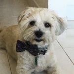 Profile Picture of Bo Andrews (@bosuperstar) on Instagram