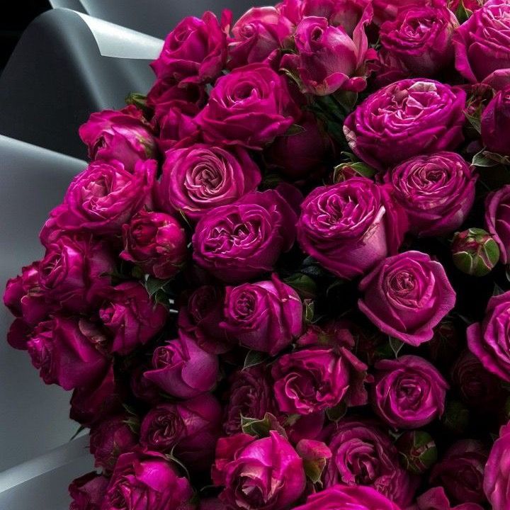 Profile Picture of Peaches Thomas (@peaches_thomas1) on Tiktok