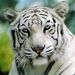 Profile Picture of Sergio Arreguin Campos (@sergioarreguin) on Pinterest