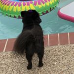 Profile Picture of Buffie Sellers (@rubythe_pomeranian) on Instagram