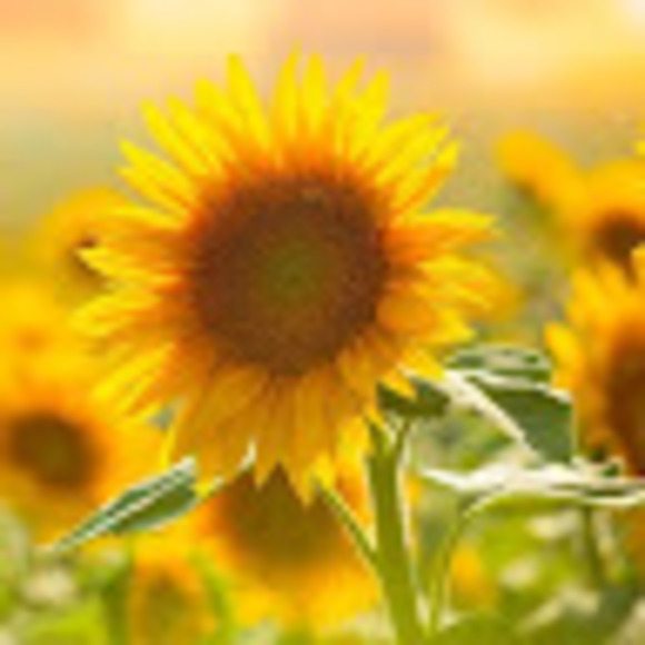 Profile Picture of Caroline Vaupel (@carolinev1022) on Poshmark