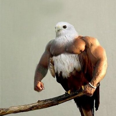 Profile Picture of Joe Faul (@joefaul) on Twitter