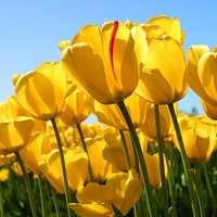 Profile Picture of Lakshmi Pillai (@lakshmi-pillai-6) on Quora