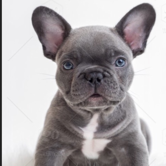 Profile Picture of Mark Anthony (@migz119) on Poshmark