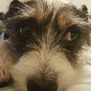 Profile Picture of JOSEPH KANIECKI (@JosephKaniecki) on Twitter