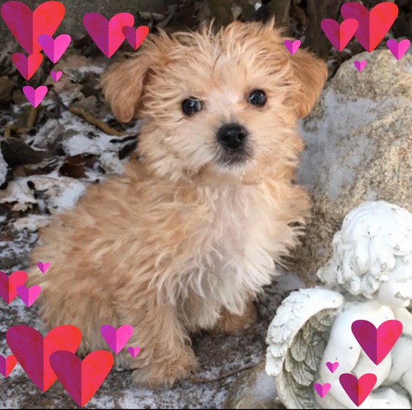 Profile Picture of Lummie Doggiedaycare (@lummied) on Poshmark