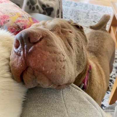 Profile Picture of Cindy Schurr (@Cindyschurr321) on Twitter