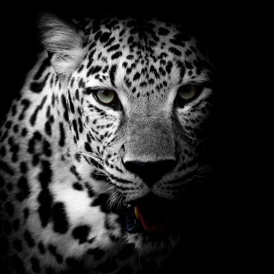 Profile Picture of Mehrdad Yousefzadeh (@mehrdadyousefz1) on Twitter