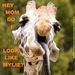 Profile Picture of Kirk Wicker (@kirkwicker) on Pinterest