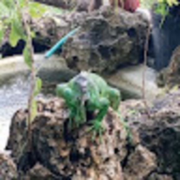 Profile Picture of Thennay Thennay (@trennertyanneth) on Poshmark