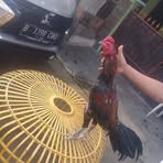 Profile Picture of Eddy Chandra (@eddy.chandra.240129) on Facebook