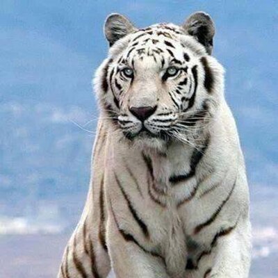 Profile Picture of Pam (@pam_shinn) on Twitter