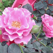 Profile Picture of Barbara Fields (@barbarafields4896) on Youtube