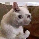 Profile Picture of carlamente (@farlamiau) on Instagram