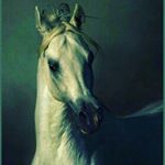 Profile Picture of Jamal Tamer (@tamer2841) on Instagram