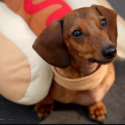 Profile Picture of Jesse Barratt (@MyDogisBacon) on Twitter