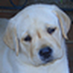 Profile Picture of Amador-mapili (@artainee) on Flickr