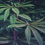 Profile Picture of Adam (@adam.barina06) on Instagram