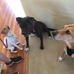 Profile Picture of gary (@gary_and_buddy) on Instagram