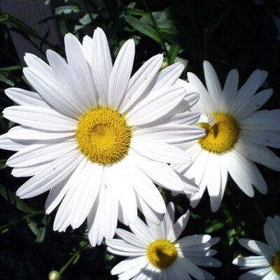 Profile Picture of Paula Gardner Dennis (@PaulaDennis) on Twitter