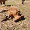Profile Picture of Andrea England (@@natural_horsemanship_) on Tiktok