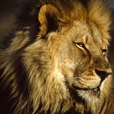 Profile Picture of William Andrew Eagle (@@WilliamAEagle) on Twitter