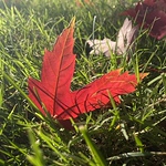 Profile Picture of Matangi Krishna (@matangi krishna) on Flickr