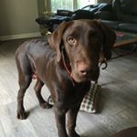 Mark Dickson - Instagram Profile Picture of Mark Dickson (@captain_mark_sc) on Instagram