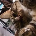 Profile Picture of Thomas Sallee (@kitties675) on Instagram