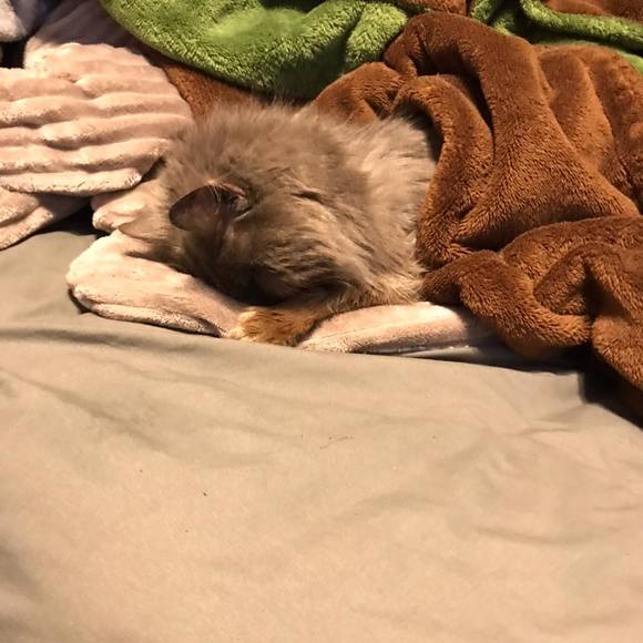 Profile Picture of Danielle Reister (@dlreist) on Poshmark