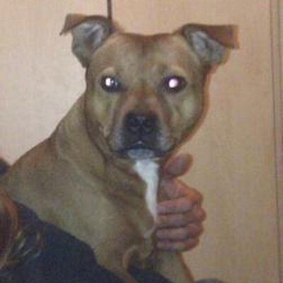 Profile Picture of Sean Litchfield (@litchbulid) on Twitter