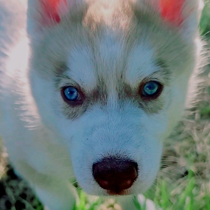 Profile Picture of Whiskey_The_Huskyy (@whiskey_the_huskyy) on Tiktok