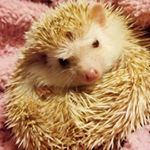 Profile Picture of Dorothy May (@dorothymay_thehedgehog) on Instagram