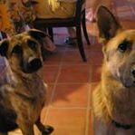 Profile Picture of Alice Reidl (@alicereidl) on Pinterest