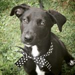 Profile Picture of Hood of Arch Hill 🐕 (@the_hooded_retriever) on Instagram