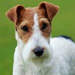 Profile Picture of Fox Terrier (@mark.n.thompson) on Instagram