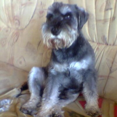 Profile Picture of Peter Schüßler (@PeterSchler1) on Twitter