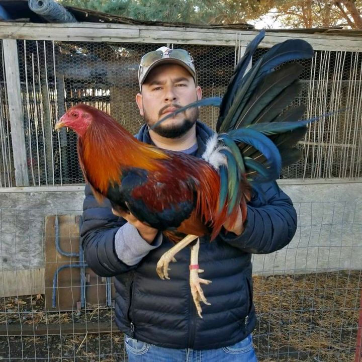 Profile Picture of LUCATEROFARM (@lucaterofarm) on Tiktok