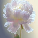 Profile Picture of Donna Pulsipher (@donna.pulsipher) on Facebook