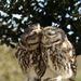 Profile Picture of Stephanie Seabrook (@sdseabrook) on Pinterest