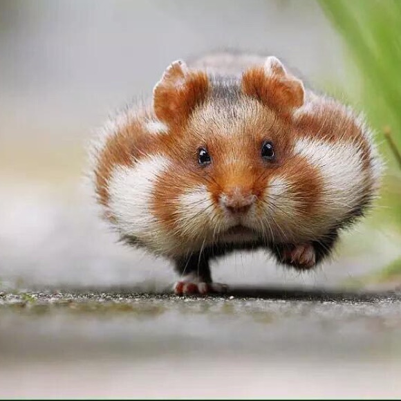 Profile Picture of Dakota Wendell (@dakotawendell9) on Poshmark