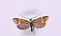 Profile Picture of Nemophora bellelaon Wikipedia