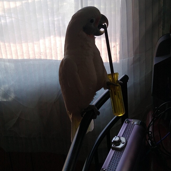 Profile Picture of Micah Grimes (@micah18mb) on Poshmark